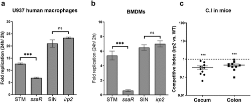 Figure 7. Yersiniabactin is dispensable for intramacrophage growth, but contributes to intestinal colonization of S. Infantis in mice. (a-b) Wildtype S. Typhimurium (STM), its ssaR isogenic mutant (ssaR), wildtype S. Infantis (SIN), and its isogenic irp2 mutant (irp2) were grown in LB broth to the stationary phase under aerobic conditions at 37°C and used to infect human macrophage U937 (a) and SWISS mice BMDMs (b) at MOI of 10, using the gentamicin protection assay. Intramacrophage replication is shown as the number (CFUs) of intracellular bacteria recovered at 24 h p.i., divided by the number of uptaken intracellular bacteria recovered at 2 h p.i.. Values represent mean and SEM of three independent infections. An unpaired two-tailed student-t test was used to determine statistical differences. (c) Ten female C57BL/6 mice were pretreated with streptomycin by oral gavage 24 h before they were intragastrically infected with 6 × 106 CFU of a mixed (1:1) inoculum containing the wildtype S. Infantis 119944 (harboring pWSK129; KmR) and an irp2 null mutant strain (containing pWSK29; AmpR). Three days p.i., mice were euthanized and tissues were harvested aseptically, homogenized and plated onto selective XLD agar plates for bacterial enumeration. Each dot represents a competitive index (CI) value in one mouse in a single organ (cecum or colon). The CI was calculated as [mutant/wildtype] output/[mutant/wildtype] input. One Sample t-test against a theoretical value of 1 (which indicates equal fitness) was implemented to determine statistical significance. ns, not significant; ***, p < 0.005.