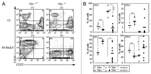 Figure 4. Impaired thymocyte development in Vav1−/− M-MuLV mice. A) Flow cytometric analysis of thymi from control and M-MuLV infected mice. Cells were stained with CD44 and CD25 antibodies to distinguish DN1 (CD44+/CD25-), DN2 (CD44+/CD25+), DN3 (CD44-/CD25+) and DN4 (CD44-/CD25-) subsets within the CD4-CD8- population. B) Percentages of DN1, DN2, DN3 and DN4 from representative populations of mice (Vav1+/+ control (n = 6); Vav1−/− control (n = 6); Vav1+/+ M-MuLV (n = 4); Vav1−/− M-MuLV (n = 9)). The numbers in brackets reflect the mice whose plots are depicted in panel A. Data were evaluated using Student’s t-test: * p < 0.05; **p < 0.01; ***p < 0.001.