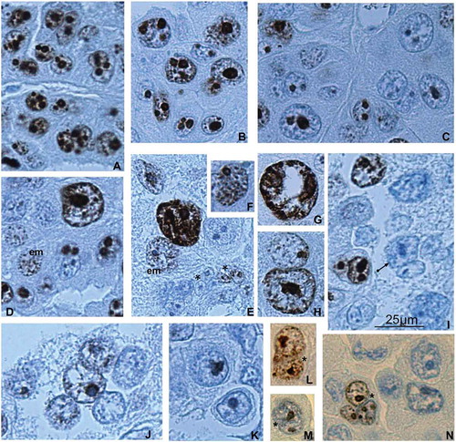 Figure 3. Ki-67 immunostaining of the trophoblast cells of spongy zone of silver fox at the 21st (A–K) and 22nd (L–N) gd. (A, B) Intensive Ki-67 immunostaining in the chromatin and nucleoli of the trabecular trophoblast cells close to the border with the endometrium (A) and in the middle of the spongy zone (B); (С) attenuation of Ki-67 immunostaining in the region detachment of the trophoblast cells from trabeculae; many nucleoli retain the dark immunostaining; (D, E, G, H) highly polyploid nuclei show Ki-67 immunopositivity in the non-classic polytene chromosomes (arrowhead); (D, E) heterogeneity of the trabecular trophoblast cell population: Ki-67-positive polytene nucleus, in endomitosis (em) attenuation of Ki-67 labeling with its relocalization onto endochromosomes, as well as nuclear fragmentation (*) of Ki-67 immunonegative nuclei and nuclei with residual labeling; (F) Ki-67 labeling of endochromosomes and nucleolus in endomitosis; (I–K) the trophoblast cells detaching from the trabeculae and undergoing cytoplasm destruction are mainly Ki-67 immunonegative, many nuclei undergo fragmentation (I, arrow); (L, M) at the 22nd gd many trabecular trophoblast cell nuclei undergo fragmentation (*), not infrequently they show Ki-67 immunopositivity in endomitosis (L, N).
