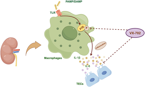 Figure 9 The hypothesis of VX-702 alleviates the S-AKI.