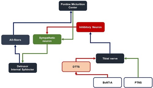 Figure 3. Schematic comparison between the treatment mechanism of the current study and that suggested by DTTS and conventional PTNS.