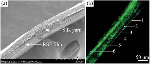 Figure 3. The cross-sectional morphology of grafts (1 × 2/90°/60/SF6). (a) SEM observation, (b) Rhodamine B fluorescence staining observation. 1–6 represent 1–6 layers with SF self-assembly.