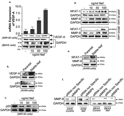 Figure 3. Genes associated with lung cancer aggressivity are dysregulated by HIV-1 Nef . Expression levels of VEGF-A (panels a and b), p53 (panels b and c), NFAT-1 and MMP-9 (panels d and e) proteins were examined by Western blot assay in IMR90 and BEAS cells treated with an increasing amount of Nef protein as indicated or in A549 cells stably transfected with Nef compared to Control untreated or the parental cells, respectively. f. Western blot assay using parental or stably transfected A549 and BEAS-2B cells were transfected with siRNAs control, MMP-9 and NFAT1 for 72 hours. The expression of MMP-9, and GAPDH proteins are shown. The experiments were repeated 3 times. GAPDH was used as a control of equal protein loading. Similarly, the expression level of VEGF-A mRNA was examined in IMR90 and BEAS (panel A) using qPCR as indicated.