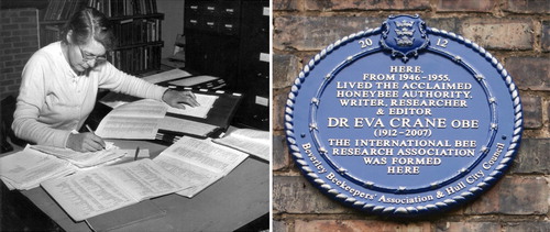 Figure 3. Left: Dr. Eva Crane working at her home editing Bee World, circa 1960. Right: Plaque to mark what would have been Eva Crane’s 100th birthday. In the house at 55 Newlands Park in Hull, Eva Crane started (I)BRA and commenced her editorship of Bee World.