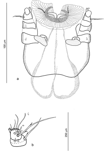 Figure 1. Hexathrombium abirami, larva. a) Gnathosoma (complete chaetotaxy of palp tibia and palp tarsus not shown). b) Details of palp tibia and palp tarsus