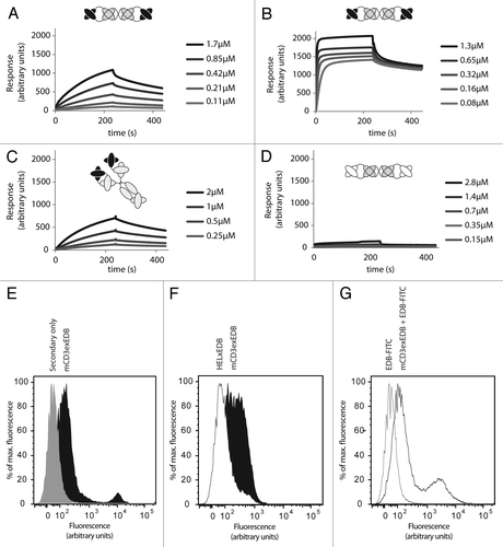 Figure 2. Binding affinity of TandAbs to CD3 and EDB antigens in vitro. (A) Binding of mCD3εxEDB to immobilized mCD3εγ26, and (B) to EDB at indicated concentrations of antibody. (C) Binding of the parental 145-2c11 IgG antibody to mCD3εγ26. (D) Binding profile of negative control HELxEDB antibody to mCD3εγ26. (E) FACS of CTLL2 cells stained with mCD3εxEDB and protein A-Alexa488 conjugate (black) or with Protein A-Alexa488 conjugate alone (gray). (F) Cells stained with 60 ng mCD3εxEDB (black) or HELxEDB (white) and revealed with protein A-Alexa488 conjugate. (G) Cells stained with mCD3εxEDB and EDB-FITC conjugate (black line) or EDB-FITC conjugate alone (gray line).