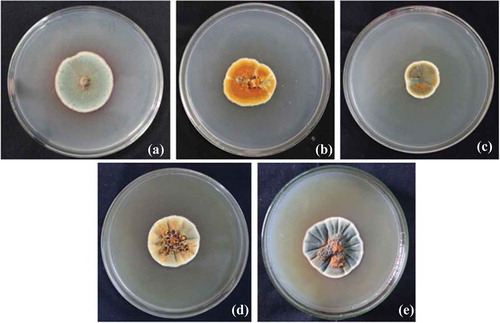 Figure 2. Morphology of GBPI_P155 fungus on different agar medium (a) Potato Dextrose, (b) Czapeck Dox, (c) Nutrient agar, (d) Malt extract and (e) Sabouraud Dextrose