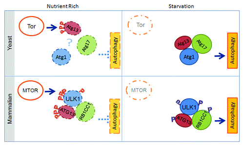 Figure 2. Regulation of the Atg1 complex in yeast and the ULK1 complex in mammalian cells. In yeast, one model suggests that TORC1 dictates autophagy activation through regulating Atg1 complex formation: TORC1 phosphorylates Atg13 under nutrient-rich conditions, preventing complex formation (for simplicity, only Atg1, Atg13, and Atg17 are shown here); upon starvation, TORC1 is inactivated, thus the inhibitory phosphorylation on Atg13 is removed, triggering complex formation with Atg1 and Atg17. However, recent reports indicate that the Atg1-Atg13-Atg17 complex is constitutively formed in yeast. In mammals, the ULK1 complex is stable even under nutrient-rich conditions. Inhibitory phosphorylation by MTOR on ULK1 and ATG13 prevents complex activation, likely through a specific conformational change of the ULK1 complex. A red “P” indicates inhibitory phosphorylation, whereas blue “P” indicates potential activating phosphorylation.