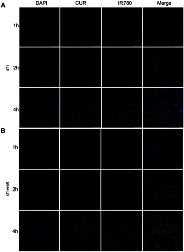 Figure S4 Confocal images of cellular uptake for CUR/IR780@SMEDDS in (A) 4T1 cells and (B) 4T1 cells under NIR irridiation (808 nm, 0.8 W/cm2, 5 mins).