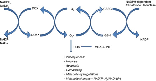 Fig. 5 Scheme of postulated doxorubicin-associated NADPH depletion and consequences of ROS overproduction.