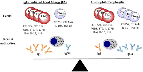 Figure 1 EoE is a local inflammatory disease of the esophagus and FA is a systemic allergic disorder, but both represent a continuum of food-related allergic disease. Th2 cells and Tregs are present in different relative amounts, but share similar surface markers and cytokine-expression profiles in both EoE and FA. Food-specific IgE and IgG4 are common in both EoE and FA, but the relative ratio of IgE is higher in FA. Changes that occur with diet or treatment (eg, oral immunotherapy) will influence the adaptive immune response and may change the dynamic equilibrium between EoE and FA.