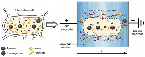 Figure 3. Selective extraction of bioactive and useful components from plant cells assisted by electroporation using pulsed electric field (Barba et al., Citation2016).