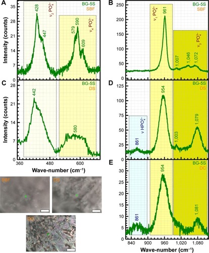 Figure 12 Typical Raman spectra recorded for the BG-5S films soaked for 28 days in SBF, DS, and DC.Notes: Two zoomed relevant wave-number regions: 300–800 cm−1 (A, C) and 800–1,100 cm−1 (B, D, E). Crosshairs in the optical images mark the Raman sampling location (magnification bar 15 μm).Abbreviations: SBF, simulated body fluid; DS, simple cell-culturing medium; DC, DMEM supplemented with 10% FBS; DMEM, Dulbecco’s Modified Eagle’s Medium; FBS, fetal bovine serum; BG-5S films, deposited from the BG target with five silica plates.