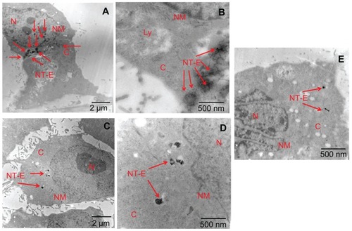 Figure 8 Transmission electron microscopy images of Eu-SWCNT-internalized SK-BR-3 cancer cells at (A and B) 37°C, (C and D) 4°C, and (E) ATP depletion conditions.Notes: (A) Cells treated with Eu-SWCNT at 37°C showing endocytosed Eu-SWCNT distributed in the cytoplasm; (B) higher magnification showing the presence of Eu-SWCNT (red arrows); (C) low magnification, and (D) high magnification of cells maintained at 4°C, showing lesser amounts of internalized Eu-SWCNT; (E) ATP depletion conditions show lower internalization of Eu-SWCNT.Abbreviations: N, nucleus; NM, nuclear membrane; Cy, cytoplasm; V, vacuole; M, mitochondria; ST-N, Eu-SWNT in nucleus; NT-E, endocytosed Eu-SWNT.