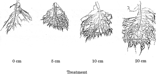 Figure 3. Images of root systems in upland rice irrigated at different soil depths (Exp. 3).