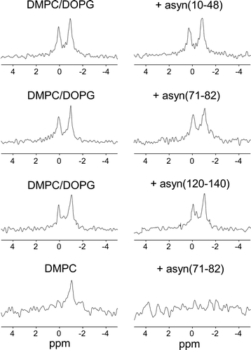 Figure 3.  Investigation of the association of asyn peptide fragments with phospholipid vesicles. Spectra of initially intact vesicles after addition of Mn2 +  are shown before (left) and after (right) the addition of asyn(10–48), asyn(71–82) or asyn(120–140) at a lipid/peptide molar ratio of 25:1. As above, the signal observed after the addition of peptide is a measure of the amount of intact vesicles remaining.
