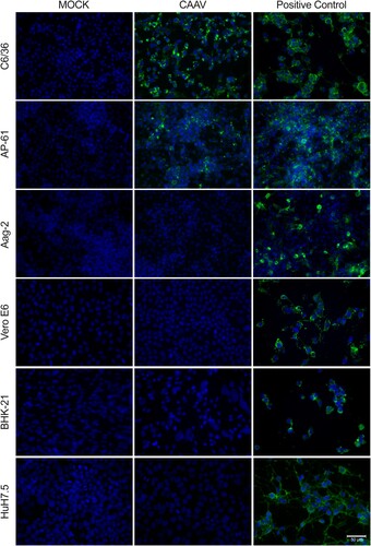 Figure 4. Infection of mosquito and vertebrate cells analysed by indirect immunofluorescence assay. Cells were infected by either CAAV or CHIKV (positive control) at an MOI of 1 for 72 h. Uninfected cells (Mock) were used as negative controls. The reaction was detected using an anti-alphavirus monoclonal antibody (cat. MAB8754, Merck) followed by Alexa-Fluor 488-conjugated anti-mouse IgG. Cell nuclei were stained with DAPI. Scale bar is 50 µm. Four additional vertebrate cells are shown in Supplementary Material Fig. S3.