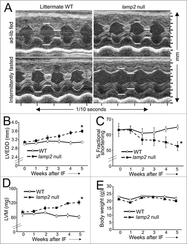 Figure 5 (See previous page). Intermittent fasting provokes worsening cardiomyopathy in lamp2 null mice. (A) Representative 2D-directed M mode echocardiographic images ± from lamp2 null mice and littermate wild-type (WT) mice subjected to intermittent fasting, or provided ad libitum access to food for 5 wk, on a fed day. (B–E) Serial echocardiographic evaluation of LVEDD (left ventricular end-diastolic diameter; B), % fractional shortening (C), left ventricular mass (LVM) (D) and body weight (E) in male lamp2 null (black squares and dotted line) and littermate wild-type males (open circles and solid line) subjected to intermittent fasting (IF); N = 5 to 7/group. ‘*’ indicates P < 0.05 for lamp2 null vs. wild type by post-hoc test after 2-way ANOVA.