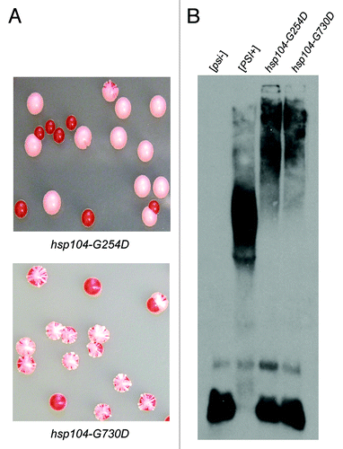 Figure 1.hsp104-G254D and hsp104-G730D strains show inefficient [PSI+] propagation. (A) hsp104-G254D and hsp104-G730D cells display a sectoring [PSI+] phenotype as a result of inefficient [PSI+] inheritance. (B) Lysates of sectoring hsp104-G254D and hsp104-G730D cells with strong [PSI+] cells ([PSI+]) and [psi−] cells ([psi−]) as controls were analyzed by SDD-AGE analysis followed by western blot and blotting for Sup35. These results were reproduced at least three times. An example of the shift is shown. The general loss of the lower aggregate species and the decrease in aggregated Sup35 is reproducible. The appearance of monomeric Sup35 on SDD-AGE western blots is more variable, even with controls, for unknown reasons.