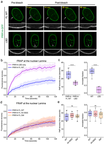 Figure 6. PRR14 association with the nuclear lamina is dynamic and independent of PRR14-heterochromatin binding. (a) Representative confocal images of fluorescence recovery after photobleaching (FRAP) assay of WT GFP-PRR14 full-length (PRR14 FL) and lamina-binding domain (LBD) constructs. White boxes indicate bleached area. Grayscale images show magnified bleached areas indicated by white arrows. (b) Line graph shows normalized FRAP signal in the areas indicated with boxes in (A) for PRR14 full-length (blue) and PRR14 LBD-only fragment (purple). (c) Box plots show distributions of recovery half-time (left) and immobile fraction (right) for indicated constructs. (d) Line graph shows normalized FRAP signal in the areas indicated with boxes (Fig. S6) for PRR14 FL WT (blue) and mutant full-length constructs 54-55EE (red), or double mutant (DM; yellow). (e) Box plots show distributions of recovery half-time (left) and immobile fraction (right) for indicated constructs. n ≥ 12 cells per condition. Line graphs show mean values with standard deviations displayed as shading. Box plots show median, 25th and 75th percentiles; whiskers show minimum to maximum range. Statistical analysis was performed using Mann–Whitney test and ANOVA Kruskal–Wallis test with Dunn’s multiple comparisons. ****p < 0.0001, ns: not significant. Scale bars 5 μm.