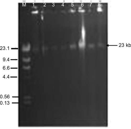 Figure 2 Plasmid transfer by conjugation from donor Salmonella typhi strains to recipient Escherichia coli j53-2. Lanes 1, 3, 5, and 7 are S. typhi donors Lag-003, -004, -007, and -010. Lanes 2, 4, 6, and 8 are E. coli j53-2 transconjugants. Lane M represents Lamda DNA Hind III markers.Abbreviation: DNA, deoxyribonucleic acid.