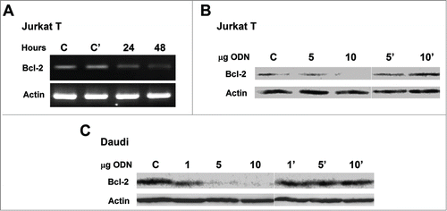 Figure 7. Treatment of Jurkat T and Daudi cells in culture with L-cL encapsulated as ODN directed against human BCL-2 gene. (A). Reverse transcriptase PCR analysis for Jurkat T cells treated with 10 μg/ml ODNs in L-cL for indicated time. The product of amplification on β-actin primers was electrophoresed accordingly to ensure that the quantitative differences were not due to the amount of cDNA loaded. (B and C). Western blot analysis with monoclonal mouse anti-human Bcl-2 antibodies and with polyclonal goat anti-human Actin antibodies followed by peroxidase-conjugated goat anti-mouse and donkey anti-goat IgG of Jurkat T and Daudi total cell lysate after 48 h treatment with indicated concentrations (μg/ml) of ODNs in L-cL. Blots were developed by chemiluminescent reaction. Lines C – cells not treated with asODN, line C' cells treated with scrambled ODN encapsulated in L-cL.