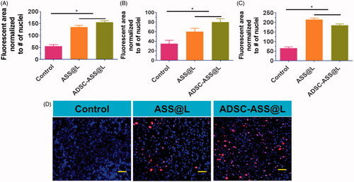 Figure 4. (A–C) The cardio markers expression Cx43 early stage in vitro treatment with ASS@L and ADSC-ASS@L. D) The Cx43 fluorescence microscopy investigation of ASS@L and ADSC-ASS@L. Scale bar 20 µm. *p-value <.05.