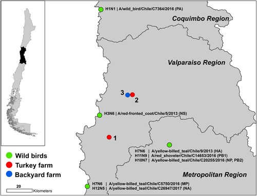 Figure 1. Map of the H7N6 outbreak in turkey farms in the central region of Chile. Red circles indicate the two affected farms. The blue circle shows the location of the positive backyard farm depopulated SAG. Green circles indicate location, species and genes of origin viruses.