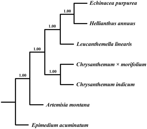 Figure 1. Bayesian 50% majority-rule consensus tree of L. linearis with 5 Asteraceae species inferred from whole chloroplast genomes. Bayesian posterior probabilities are shown above the branches.