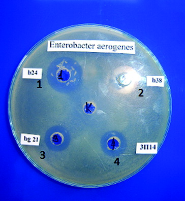 Figure 1. Antibacterial activity of selected LAB grown in goat milk against E. aerogenes ATCC 13048. b21, b24 and b38 – strains of L. delbrueckii subsp. bulgaricus; 3P14 (3П14) – L. helveticus strain.