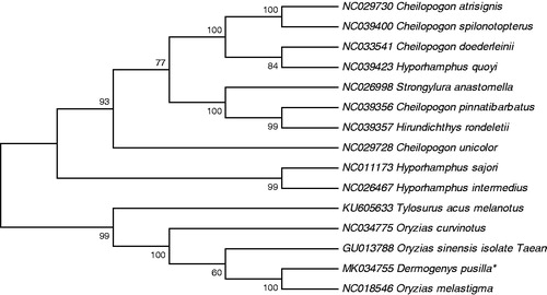 Figure 1. Neighbour joining (NJ) tree of 15 Hemiramphidae species based on 12 PCGs. The bootstrap values are based on 10,000 resamplings. The number at each node is the bootstrap probability. The number before the species name is the GenBank accession number. The genome sequence in this study is labelled with an asterisk.