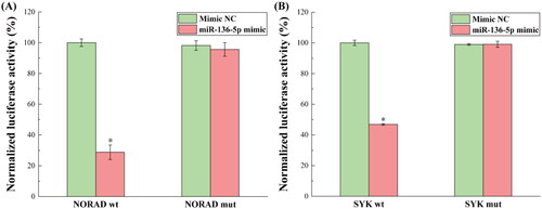 Figure 3. The results for the dual luciferase reporters in detecting the binding of NORAD to miR-136-5p and miR-136-5p to SYK. (A) The normalized luciferase activity of NORAD wt and mut binding to miR-136-5p. (B) The normalized luciferase activity of SYK wt and mut binding to miR-136-5p. *p < 0.05, compared to the Mimic NC group.