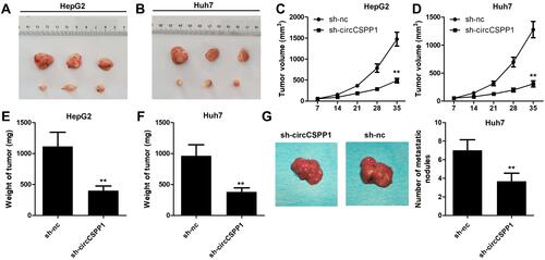 Figure 7 circCSPP1 knockdown inhibits the growth of liver cancer. (A and B) Images of the tumors in the sh-nc and sh-CSPP1 groups (C and D) (n=6). Growth curves of the tumors. (E and F) Assessment of tumor weights. (G) Tumor metastasis model was established to investigate the effect of circCSPP1 on the tumor metastasis. **P < 0.01 vs sh-nc group.