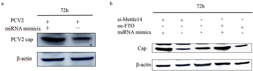 Figure 6. MiR-30a-5p promotes PCV2 replication. (a) western blot detection of cap protein expression in PK-15 cells infected with PCV2 under the action of miR-30a-5p mimics. (b) Western blot detection of cap protein expression in PK-15 cells infected with PCV2 under the action of miR-30a-5p mimics, oe-FTO, and si-METTL14.
