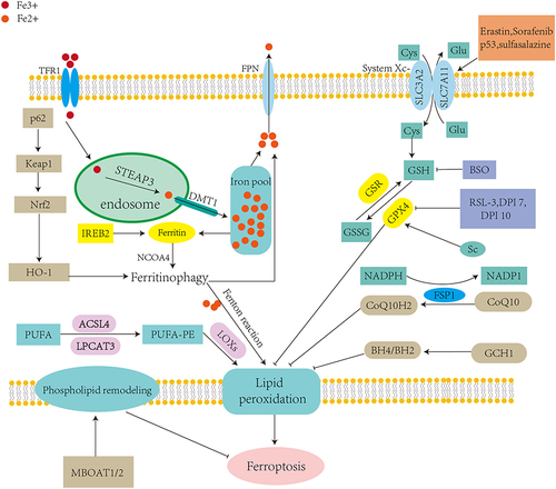 Figure 1 Regulatory mechanisms of ferroptosis. The figure shows two main types of ferroptosis regulation: The first category involves metabolic pathways, such as the aberrant iron, lipid, and amino acid metabolic pathways in ferroptosis; the second category involves signaling pathways, such as he p53, nuclear factor erythroid 2-related factor, ferroptosis suppressor protein 1, guanosine triphosphate cyclohydrolase 1 and nuclear receptor coactivator 4 pathways.
