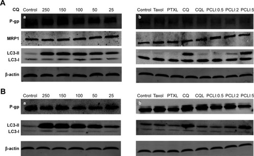 Figure 5 Western blot analysis of P-gp, MRP1, and LC3 protein expression in (A) A549/T and (B) A2780/T cells.Notes: Cells were treated with (a) a series of concentrations (µM) of free CQ and (b) different formulations of PTX for 24 hours. The concentration of PTX in all PTX preparations was 3 µg/mL, while the concentration of CQ in CQL was 15 µg/mL.Abbreviations: CQ, chloroquine phosphate; CQL, CQ-loaded liposome; PCL, composite liposomal system; PCL1:0.5, liposome co-encapsulating PTX and CQ at a weight ratio of 1:0.5; PCL1:2, liposome co-encapsulating PTX and CQ at a weight ratio of 1:2; PCL1:5, liposome co-encapsulating PTX and CQ at a weight ratio of 1:5; PTX, paclitaxel; PTXL, PTX-loaded liposome.