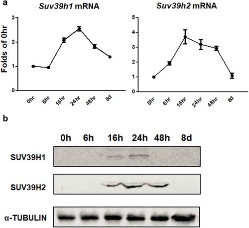 Figure 1. Suv39h1/h2 expression is transiently induced during the early stage of 3T3-L1 adipogenesis. 3T3-L1 preadipocytes were induced to differentiation and cells were harvested at the time point indicated. Suv39h1/h2 mRNA (a) and protein (b) levels were measured by quantitative PCR analysis and immunoblotting, respectively. All data are expressed as mean ± SEM, n = 4