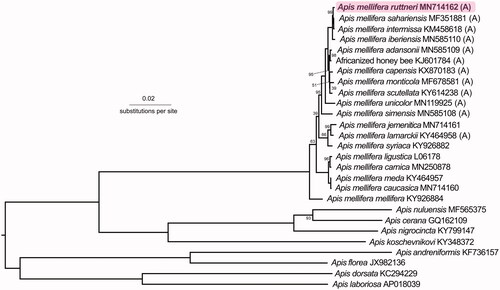 Figure 1. Phylogenetic tree showing the relationship between Apis mellifera ruttneri (GenBank: MN714162) and 26 other Apis honey bees (GenBank accession numbers are listed after species names). Node labels indicate bootstrap values. Unlabeled lineages are 100%. The (A) indicates subspecies from the African A-lineage.