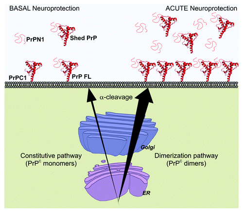 Figure 3. Acute neuroprotection induced by dimerization of PrPC. Constitutive secretion of PrPC provides cells with basal levels of neuroprotective species (Left). After dimerization, PrPC secretion increases sharply and causes a strong rise of full length PrPC (FL) and PrPC1 at the cell membrane and of PrPN1 and shed PrPC in the extracellular medium. PrPN1 and shed PrPC are able to bind and neutralize toxic β-sheet oligomers (Right) and provide a strong neuroprotective response. More efficient trafficking of PrPC to the cell surface also suggests that the risk of potential intracellular accumulation of toxic PrPC species is reduced.