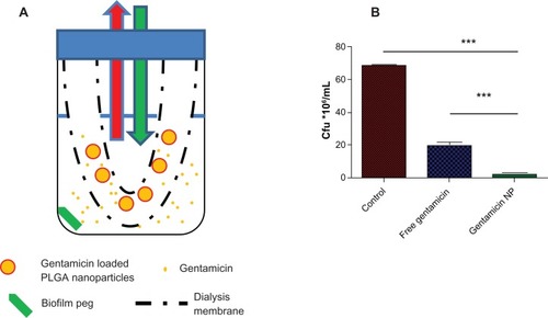 Figure 2 (A) Schematic presentation of the in vitro dialysis model for lung. The nanoparticles were placed in a dialysis membrane with a 10,000 Da cut-off (reservoir compartment) to allow free gentamicin but not nanoparticles to pass through. Half of the receiver compartment liquid was taken every hour and replaced with free LB media as indicated by the red and the green arrows. (B) Gentamicin-loaded nanoparticles showed improved activity towards biofilms in a continuous exchange dialysis cell as shown by the lower number of colony-forming units. Pegs with pre-formed biofilms were placed in dialysis cells with either free gentamicin or nanoparticle formulations and incubated for 36 hours, during which time half the dialysis reservoir volume was replaced each hour with fresh media.Notes: ***P < 0.005; mean ± SD, n = 5.Abbreviations: LB, Luria Bertani broth; NP, nanoparticles.