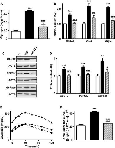 Figure 3 Phlorizin treatment restores type 2 diabetes-induced alterations in hepatic glucose production markers. Liver samples from control (C, white bars, circles), type 2 diabetes (T2D, black bars, up triangles) and phlorizin-treated T2D (Phl-T2D, dashed bars, diamonds) mice were analyzed: (A), glycogen content; (B) Slc2a2, Pck1 and G6pc mRNA; (C and D) GLUT2, PEPCK and G6Pase protein; (D) glycogen content; (E and F) hepatic glucose production during the pyruvate tolerance test: (E) zero to 120 min blood glucose concentration; (F) area under the curve of the blood glucose variation during the test. Data are expressed as mean ± SEM of 5 (A), 6 to 7 (B), 6 to 10 (D) or 4 to 5 (E and F) animals. The means were compared by one-way ANOVA followed by the Newman-Keuls post-test. *P<0.05 and ***P<0.001 vs C; ##P<0.01 and ###P<0.001 vs T2D.