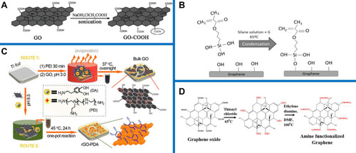 Figure 5 Schematic diagram of GDs modified by various functional groups: (A) carboxylation, (B) silylation, (C) dopaminetization, and (D) amination. Reproduced with permission from Colloids and Surfaces B: Biointerfaces, Vol 147, Chen JY, Zhang X, Cai H, et al, Osteogenic activity and antibacterial effect of zinc oxide/carboxylated graphene oxide nano-composites: preparation and in vitro evaluation, Pages No.397–407, Copyright (2016), with permission from Elsevier (A).Citation103 Reprinted from Materials Science and Engineering: C, Vol 104, Paz E, Ballesteros Y, Forriol F, Dunne NJ, Del Real JC, Graphene and graphene oxide functionalisation with silanes for advanced dispersion and reinforcement of PMMA-based bone cements, Pages No.109946, Copyright (2019), with permission from Elsevier (B).,Citation106 Reprinted (adapted) with permission from Jia ZJ, Shi YY, Xiong P, et al. From solution to biointerface: graphene self-assemblies of varying lateral sizes and surface properties for biofilm control and osteodifferentiation. ACS Appl Mater Interfaces. 2016;8(27):17151–17165. Copyright (2016) American Chemical Society (C).Citation108 Reprinted (adapted) with permission from Sharma R, Kapusetti G, Bhong SY, et al. Osteoconductive amine functionalized graphene-poly(methylmethacrylate) bone cement composite with controlled exothermic polymerization. Bioconjugate Chem. 2017;28(9):2254–2265. Copyright (2017) American Chemical Society. (D)Citation24