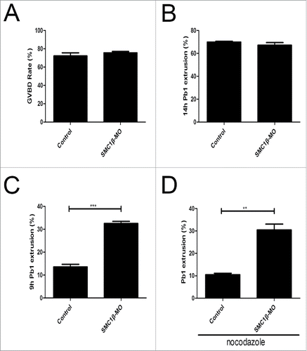 Figure 5. Effects of Smc1β Knockdown on the meiotic progression and SAC activity in mouse oocytes. (A) The proportion of germinal vesicle breakdown was recorded in control and Smc1β-MO oocytes. (B) The proportion of polar body extrusion was recorded in control and Smc1β-MO oocytes at the time point of 12 h post-GVBD. (C) The proportion of precocious polar body extrusion was recorded in control and Smc1β-MO oocytes at the time point of 7 h post-GVBD. (D) The proportion of overriding MI arrest was recorded in control and Smc1β-MO oocytes by low dose of nocodazole treatment. Data were presented as mean percentage (mean ± SEM) of at least 3 independent experiments. Asterisk denotes statistical difference at a p < 0.05 level of significance.