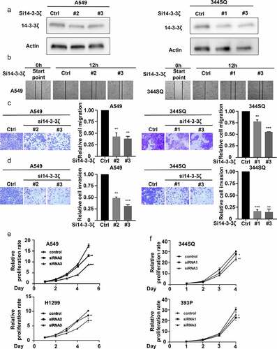 Figure 6. Engineered 14-3-3ζ knock-down led to a statistically significant repression of proliferation, migration and invasion of cultured lung cancer cells. (a) This reduction of 14-3-3ζ expression by individual siRNAs was independently achieved in A549 and 344SQ lung cancer cell transfectants. Immunoblot assays were done to validate the extent of siRNA-mediated knockdown of 14-3-3ζ expression. (b) This 14-3-3ζ knock-down decreased A549 and 344SQ lung cancer cellular migration as measured by wound healing assays that were normalized to control (inactive) siRNA-transfected lung cancer cells. Knock-down of 14-3-3ζ expression reduced A549 and 344SQ lung cancer cell line (c) migration and (d) invasion, as scored by transwell assays that were normalized to control (inactive) siRNA lung cancer cellular transfectants. (e-f) Knock-down of 14-3-3ζ expression inhibited proliferation of human (A549, H1299) and murine (393P, 344SQ) lung cancer cell lines as measured by proliferation assays that were normalized to control (inactive) siRNA lung cancer transfectants. The symbols refer to * P < .05, ** P < .01 and *** P < .001, respectively.