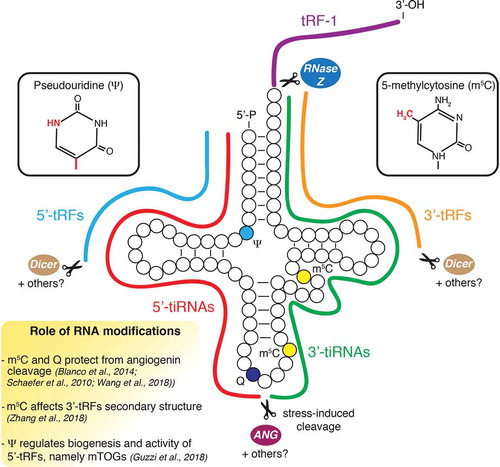 Figure 1. Regulation of tRF biogenesis in stem cells. Schematic illustrates tRF biogenesis and epitranscriptomic modifications. Dicer and possibly other ribonucleases not yet identified have been proposed to modulate the production of 5ʹ- and 3ʹ-tRFs. Angiogenin (ANG) induces cleavage of tRNAs in the anticodon loop in response to stress conditions to promote the accumulation of 5ʹ- and 3ʹ-tiRNAs. 5-methylcytosine (m5C) and queuosine (Q) modulate angiogenin activity and may impact 3ʹ-tRF secondary structure. Pseudouridine (ψ) is necessary for the biogenesis and activity of a specific class of 5ʹ-tRFs (mTOGs) in stem cells.