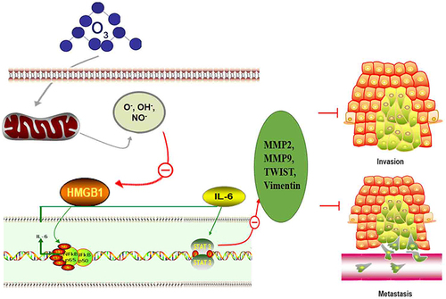 Figure 8 Schematic model of the mechanisms by which ozonated water inhibits HCC cell migration and invasion.