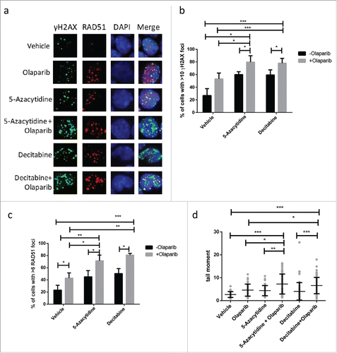 Figure 2. Olaparib enhances DNA damage induced with DNMT inhibitor in MLL leukemia. (a) Representative picture of γH2AX and RAD51 immunofluorescent staining of MLL-AF9 LSC treated with DNMT inhibitor, olaparib or in combination for 24 h. (b-c) Quantification of percentage of MLL-AF9 leukemic cells with greater than 10 γH2AX and greater than 6 RAD51 foci following treatment as indicated. Unpaired t-test was performed between indicated samples. Statistical significances are as indicated, *p < 0.05, ** p < 0.01, ***p < 0.001. (d) Quantification of comet tail formation in MLL-AF9 LSC following 24 h treatment of DNMT inhibitor, olaparib or in combination. Results are presented tail moment. At least 50 cells were analyzed for each condition. Unpaired t-test was performed between indicated samples. Statistical significances are as indicated, *p < 0.05, ** p < 0.01, ***p < 0.001.