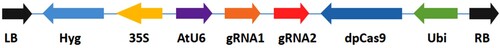 Figure 1. Schematic representation of the CRISPR/Cas9 vector VK005-StSSR2. AtU6, Arabidopsis thaliana U6 promoter, was used to control the expression of gRNAs (gRNA1 and gRNA2) which were derived from the StSSR2 gene in Solanum tuberosum cv Atlantic. dpCas9, dicotyledonous plants Cas9, was driven by maize ubiquitine promoter (Ubi). 35S, CaMV35S promoter; Hyg, the hygromycin-resistant marker expression cassette; RB, right border of T-DNA; LB, left border of T-DNA.