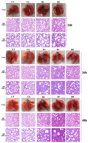 Figure 6 Photos and HE staining of lung tissue of the control group (C) and bacteria infected group (B) at 24 hpi, 36 hpi and 48hpi.