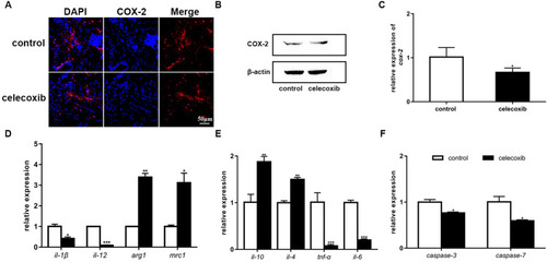 Figure 6 Celecoxib treatment inhibits COX-2 and alters the expression of microglia/macrophage markers, inflammatory cytokines and apoptotic factors. (A) Immunostaining for COX-2 in brain tissues from adult fish. (B) The expression of the COX-2 protein, as analyzed by Western blotting, at 6 dpt. (C) Relative cox-2 mRNA expression was decreased in the celecoxib-treated group compared to the control group (Student’s t-test). (D) The relative expression of the microglia/macrophage markers il-1β, il-12, arg1 and mrc1 in the control and celecoxib-treated groups (Student’s t-test). (E) The relative expression of the inflammatory cytokines il-10, il-4, tnf-α and il-6 (Student’s t-test). (F) The relative expression of caspase-3 and caspase-7 (Student’s t-test). *P<0.05; **P<0.01; ***P<0.001.